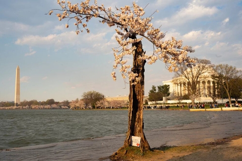 Những cây anh đào ra hoa lần cuối ở thủ đô nước Mỹ