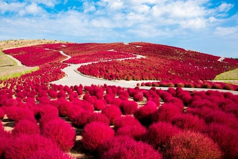 Lịch ngắm lá đỏ mùa thu Nhật Bản 2022