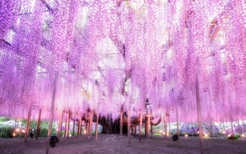 THAM QUAN ĐẤT NƯỚC MẶT TRỜI MỌC KHÁM PHÁ NHẬT BẢN CUNG ĐƯỜNG VÀNG OSAKA – KYOTO – NÚI PHÚ SĨ – THỦ ĐÔ TOKYO