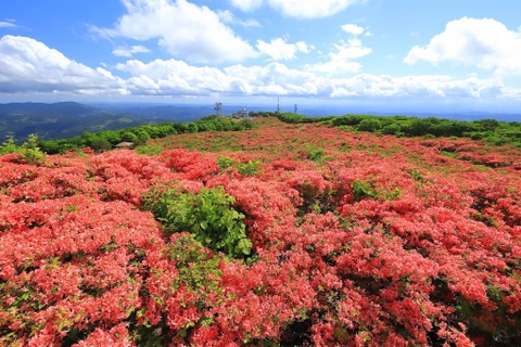 NHẬT BẢN - NGẮM HOA ĐỖ QUYÊN TẠI KURUME - FUKUOKA - BEPPU - KURUME - KUMAMOTO