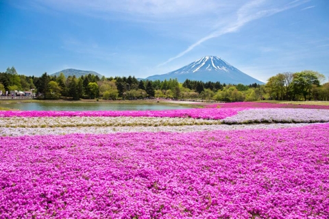 KHÁM PHÁ NHẬT BẢN MÙA HOA ANH ĐÀO 2026 TOKYO – NÚI PHÚ SĨ – NAGOYA – OSAKA