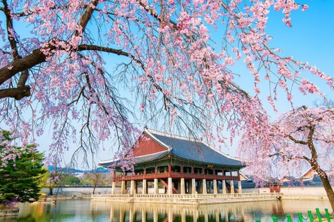 Tour Hàn Quốc: Busan - Seoul Mùa Hoa Anh Đào