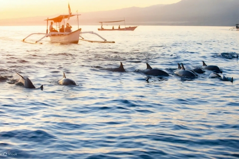 Tour Bali Chào năm mới 2024 cao cấp 5 ngày - Ngắm cá heo tại Lovina Beach