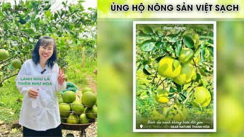 Bưởi da xanh Dear Nature - Trồng thuận tự nhiên