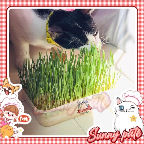 Cỏ lúa mạch tươi trị búi lông hỗ trợ tiêu hóa cho chó mèo - loại trồng sẵn