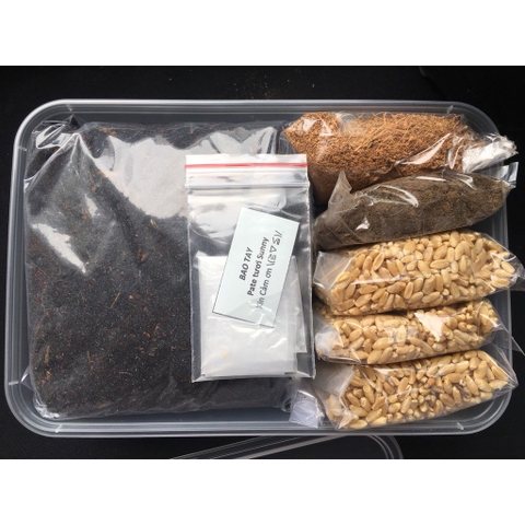 Combo tự trồng lúa mạch