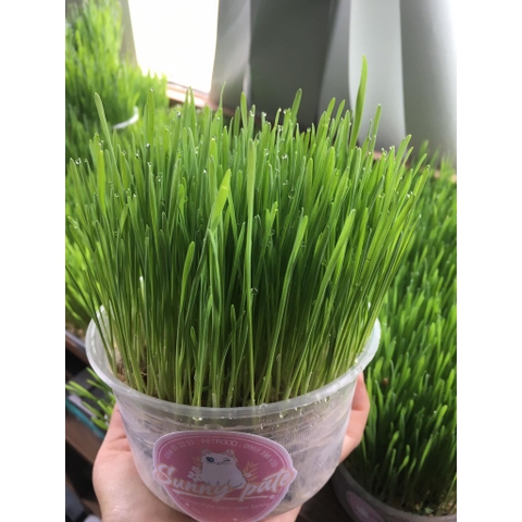 Cỏ lúa mạch trồng sẵn