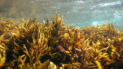 Uống Fucoidan có bị tác dụng phụ không và cách khắc phục?