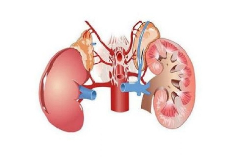 Thận yếu có ảnh hưởng đến sinh lý nam không?