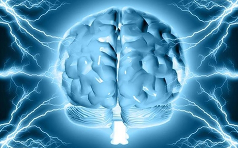 Cấu tạo của Bộ não