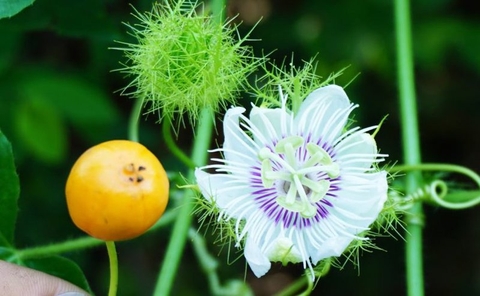 Các bài thuốc nam và cách bấm huyệt chữa suy nhược thần kinh