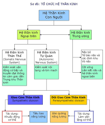 Các dấu hiệu đau đầu nguy hiểm cần phải chú ý