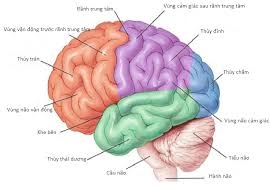 Loạn trương lực cơ