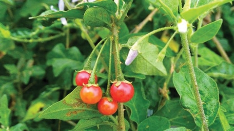 Gan nhiễm mỡ uống lá gì?