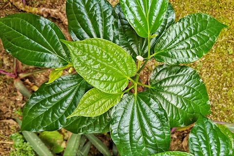 Những cây thuốc nam chữa bệnh đau nhức xương khớp