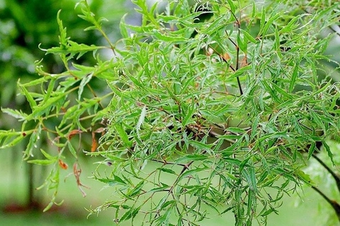 5 lợi ích tiềm năng của nước lá đinh lăng