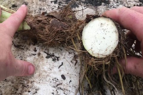 Cách chế biến củ ráy chữa bệnh xương khớp giúp giảm đau nhức hiệu quả