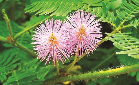 cây gì trị đau nhức xương khớp