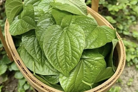 Lá lốt trị đau nhức xương khớp