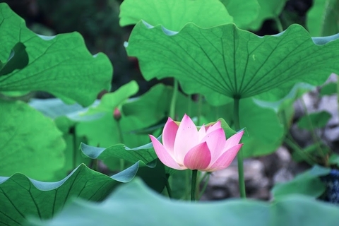 Mẹo dân gian chữa gan nhiễm mỡ