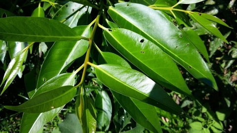 Uống nước lá gì để giảm mỡ máu?