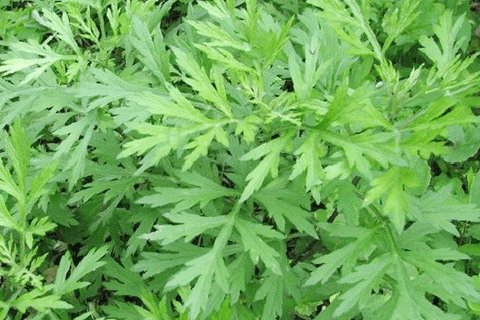 giảm đau nhức xương khớp bằng kinh nghiệm dân gian