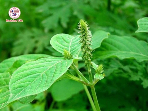 Thuốc đau nhức xương khớp