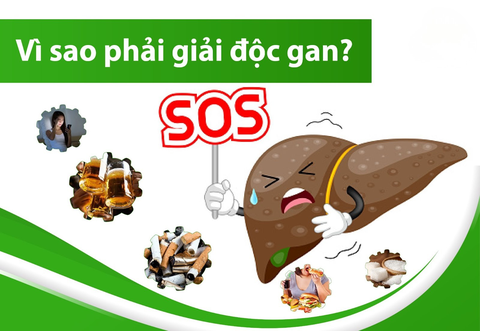 Thải độc gan từ thiên nhiên – Bí quyết giúp gan khoẻ, cơ thể nhẹ nhàng mỗi ngày