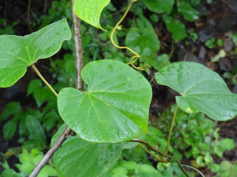 dấu hiệu đau nhức xương khớp