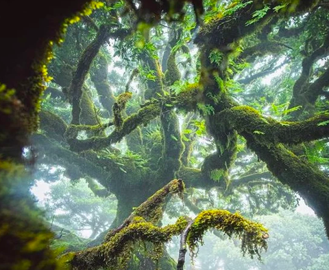 Năng lượng chữa lành là gì? và nó hoạt động như thế nào?