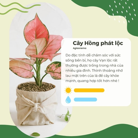 Cây Hồng Phát Lộc