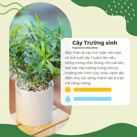 Cây Trường Sinh