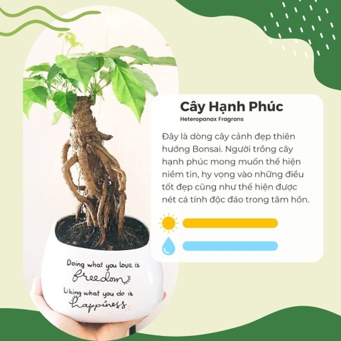 Cây Hạnh Phúc