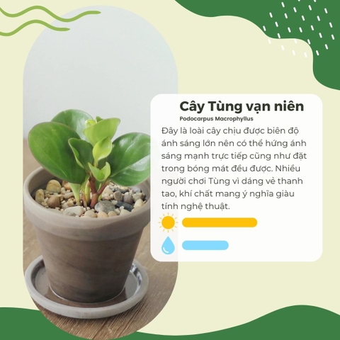 Cây Tùng vạn niên