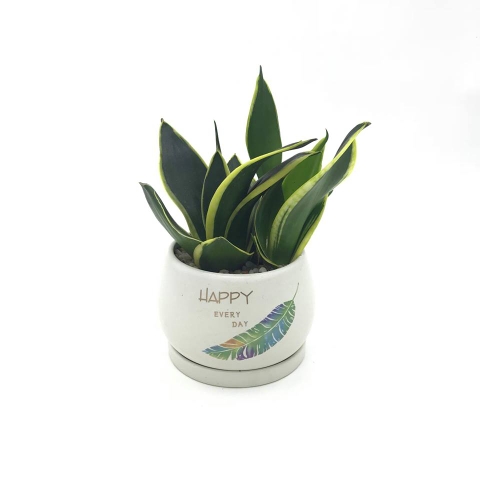 Lưỡi Hổ lá vàng