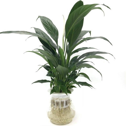 Thiên hương sắc lá xanh thẫm