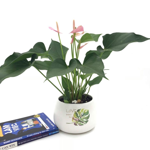 Hạc hồng lan - Chậu tròn - Chậu lục giác