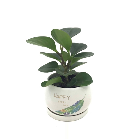 Tiểu lan phu quỳnh