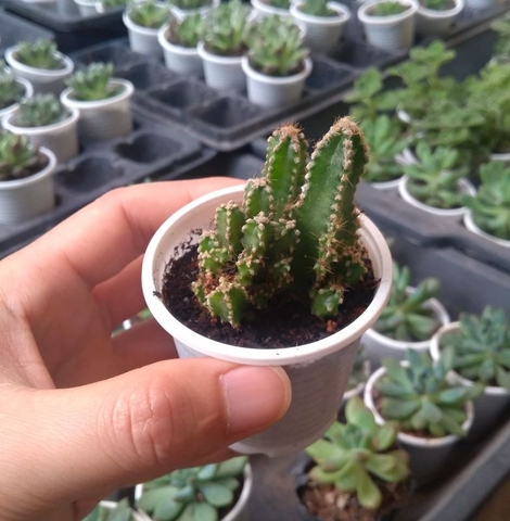 Xương rồng núi – dạng trụ