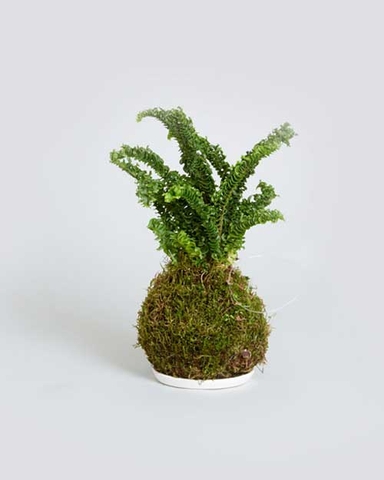 Luas Nuide chậu trắng cùng đôn gỗ xinh xắn