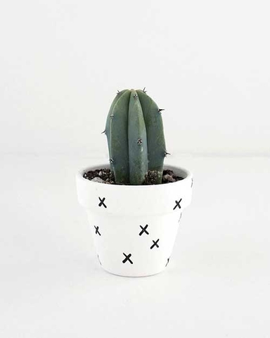 Bể sen đá nhiều loại đặc sắc