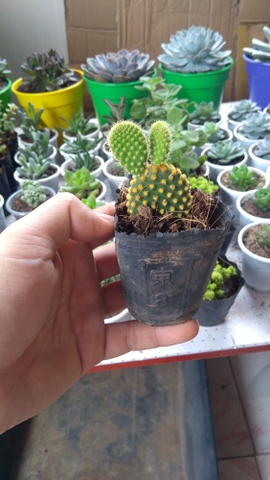 Xương rồng tai thỏ