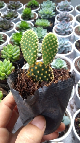 Xương rồng tai thỏ