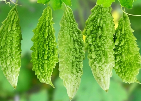 Ăn mướp đắng sống có tăng men gan?