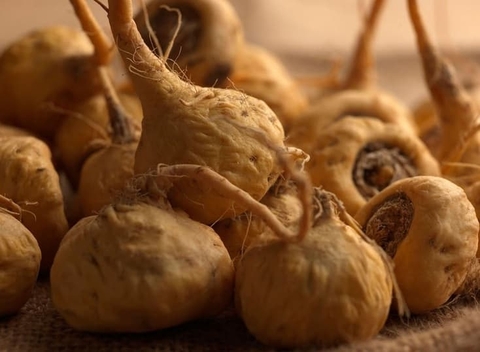 Maca là  gì