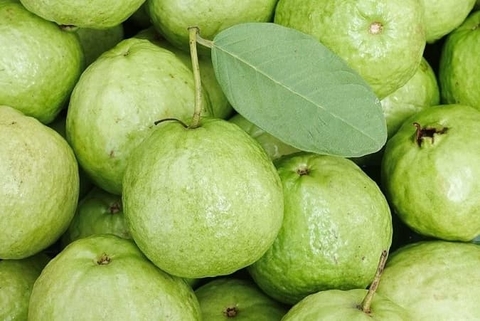 Ổi tốt cho người gan nhiễm mỡ độ 2