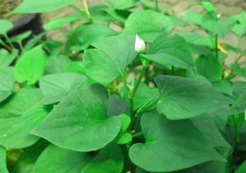 Rau diếp cá tốt cho gan