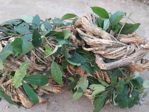 Tác dụng của sâm xuyên đá
