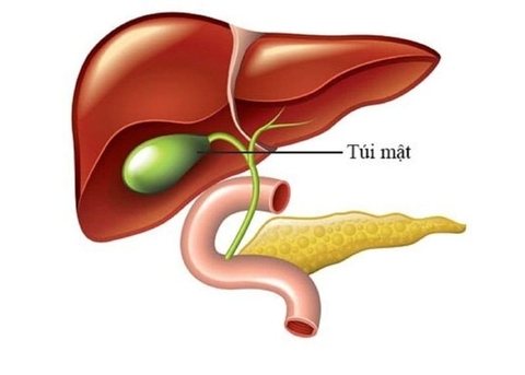 Túi mật tham gia giải độc