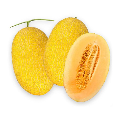 Dưa Lưới Hoàng Kim (Huỳnh Long) Global Gap